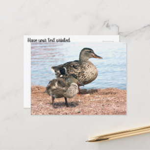 Little Ducklings at the Pond Postcard