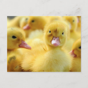 Little Ducks Postcard