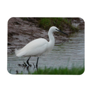 Little Egret Magnet