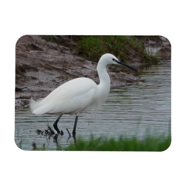 Little Egret Magnet (Horizontal)