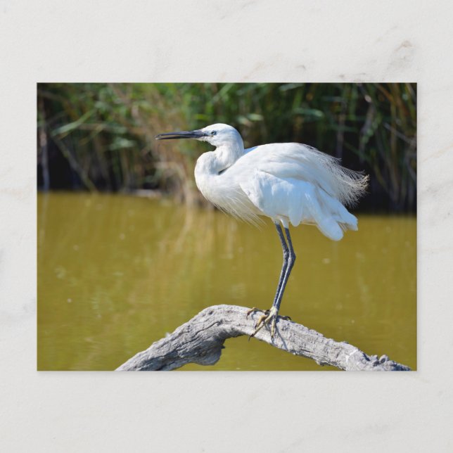 Little egret perched on branch postcard (Front)