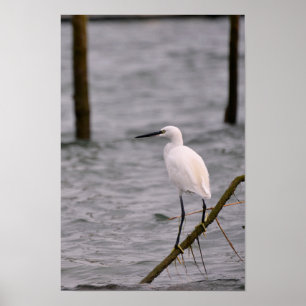 Little egret perched poster