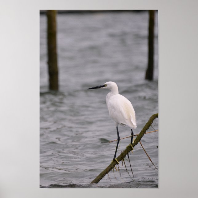 Little egret perched poster (Front)