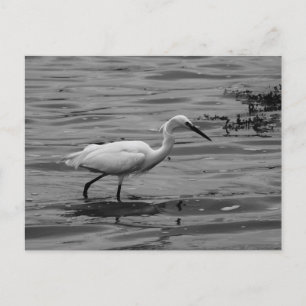 Little Egret Postcard