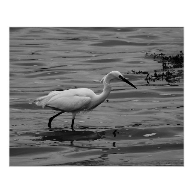 Little Egret Poster (Front)