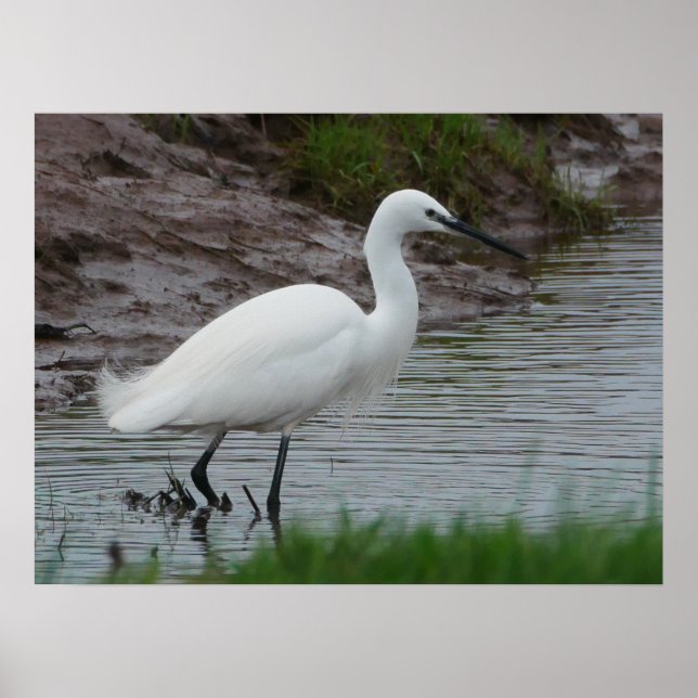 Little Egret Poster (Front)