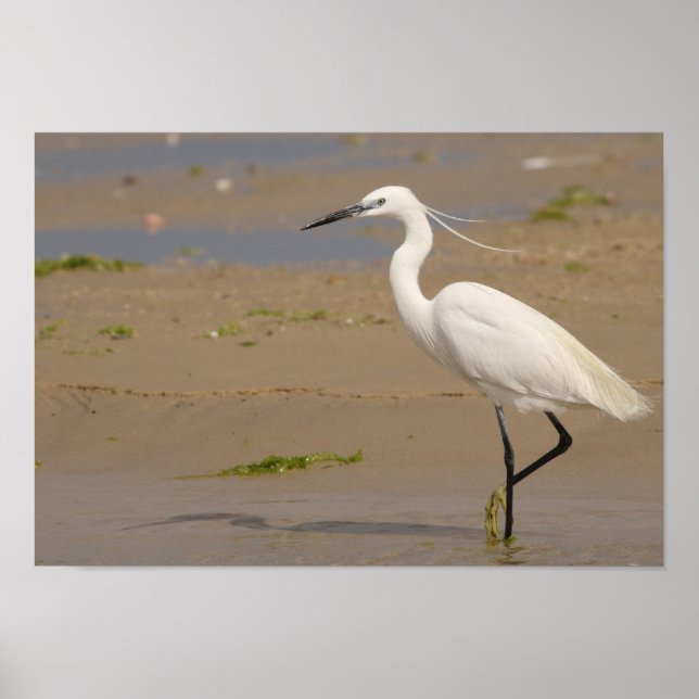 Little Egret Poster (Front)