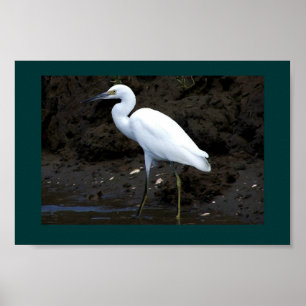 Little Egret Print