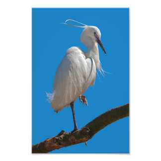Little Egret Print