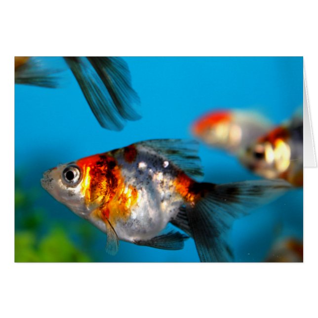 Little Fish (Front Horizontal)