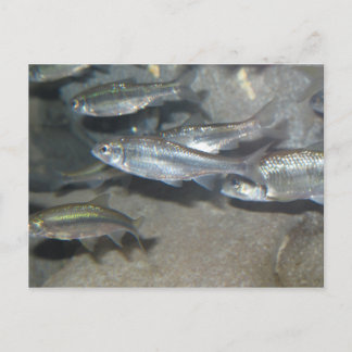 little fish postcard