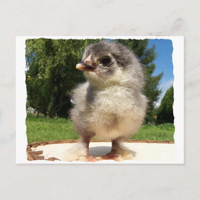 little fluffy chick postcard (Front)