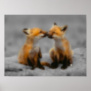 Little Fox Love Poster