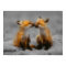 Little Fox Love