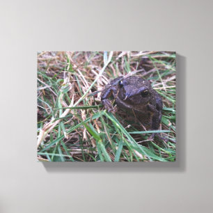 Little frog canvas print