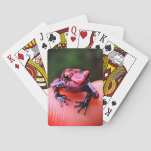 Little Frog Playing Cards