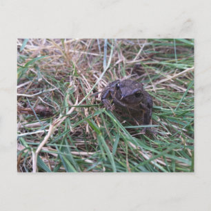 Little frog postcard