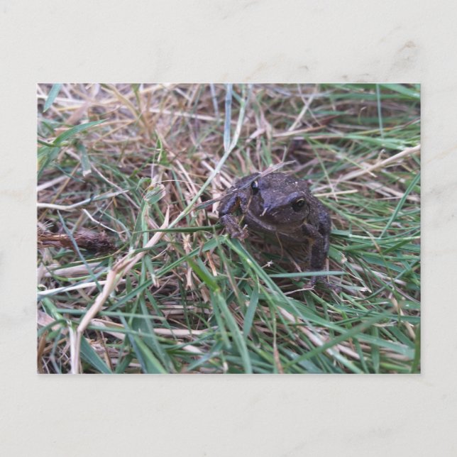 Little frog postcard (Front)