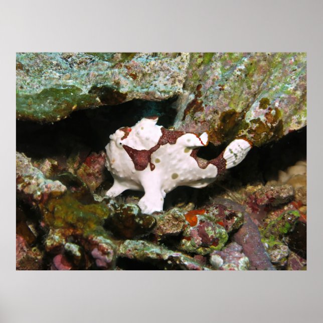 Little Frogfish Poster (Front)