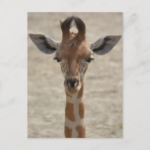 Little giraffe postcard
