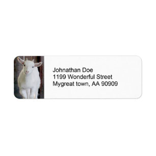 Little Goat at the Farm