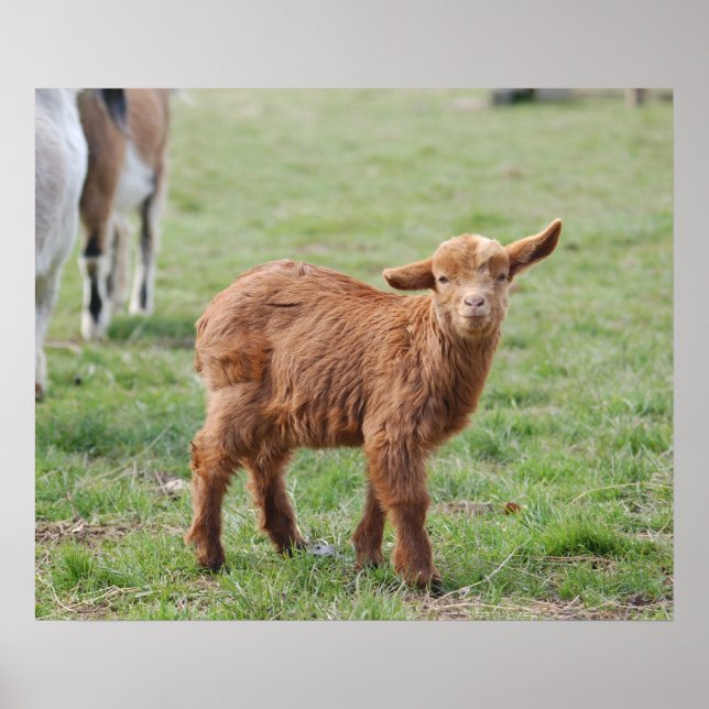 Little Goat ~ Zicklein ~ kleine Ziege Poster (Front)