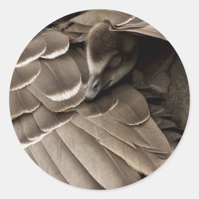 Little Gosling Under Mum's Wing Classic Round Sticker (Front)