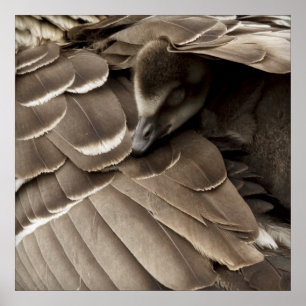 Little Gosling Under Mum's Wing Poster