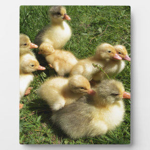 little goslings plaque