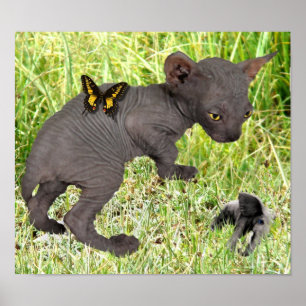 little gray sphynx kitten sees an elephant poster