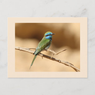 Little Green Bee-eater Postcard