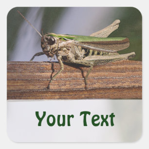 Little Green Grasshopper Name Gift Tag Bookplate