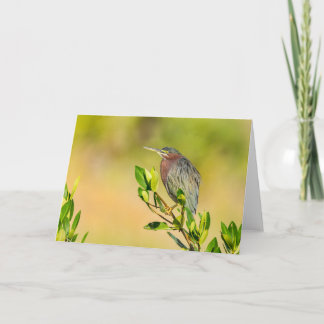 Little Green Heron Card