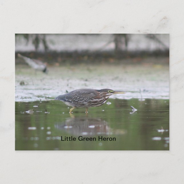 Little Green Heron Postcard (Front)