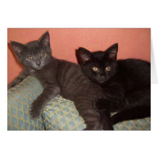 Little Grey and Little Black