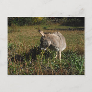 Little grey Donkey w / wildflowers Postcard