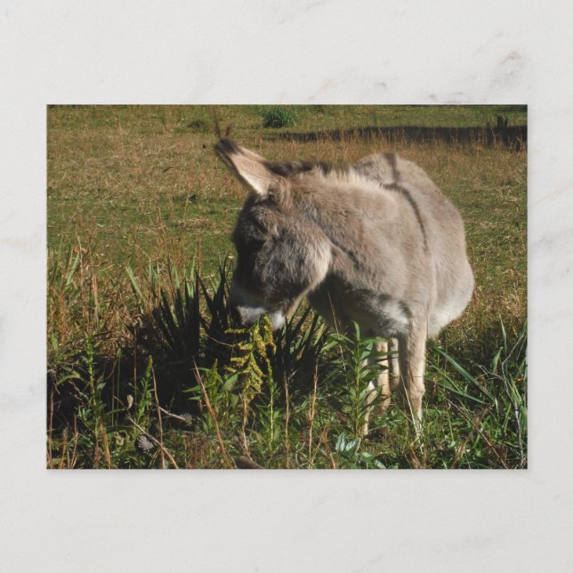 Little grey Donkey w / wildflowers Postcard (Front)
