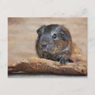Little Guinea Pig Painting Postcard