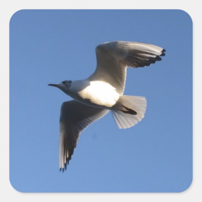 Little Gull Square Sticker (Front)