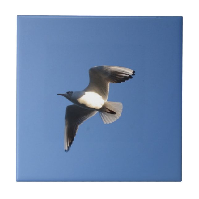 Little Gull Tile (Front)