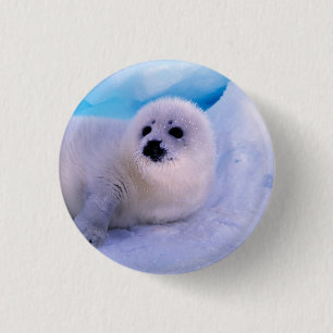 Little Harp Seal Pup Covered in Snowflakes 3 Cm Round Badge