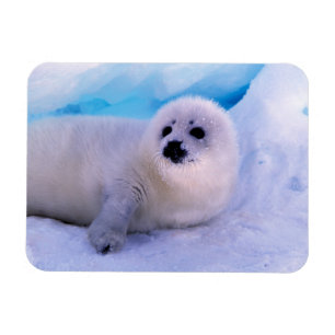 Little Harp Seal Pup Covered in Snowflakes Magnet