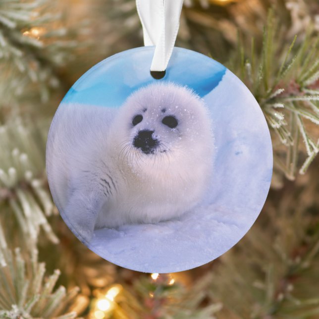 Little Harp Seal Pup Covered in Snowflakes Ornament (Tree)