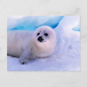 Little Harp Seal Pup Covered in Snowflakes Postcard
