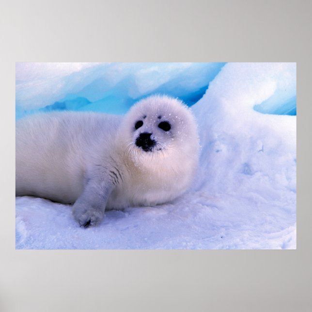 Little Harp Seal Pup Covered in Snowflakes Poster (Front)