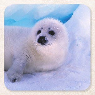 Little Harp Seal Pup Covered in Snowflakes Square Paper Coaster