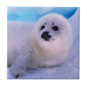 Little Harp Seal Pup Covered in Snowflakes Tile