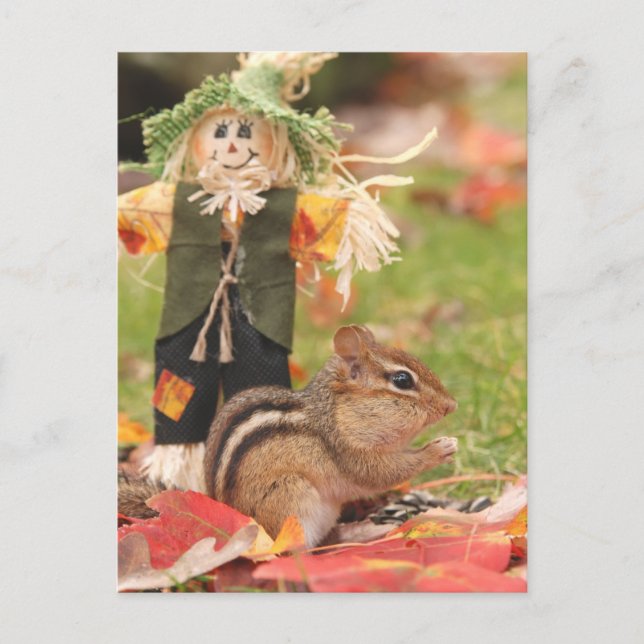 Little Harvest Chipmunk Postcard (Front)