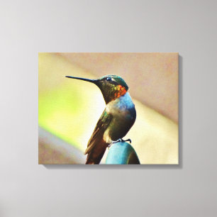 little Hummingbird Canvas Print