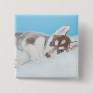Little Husky Puppy Laying on a Blanket 15 Cm Square Badge